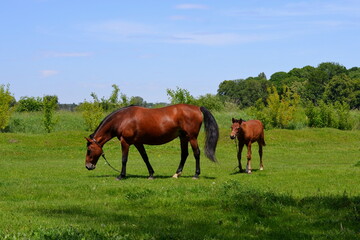 a brown horse with foal on grazing