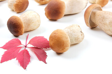 Fresh Boletus edulis mushroom (English: penny bun, porcini, king bolete or cep) isolated on white background. Autumn background. Close up.