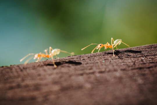 Ant on tree