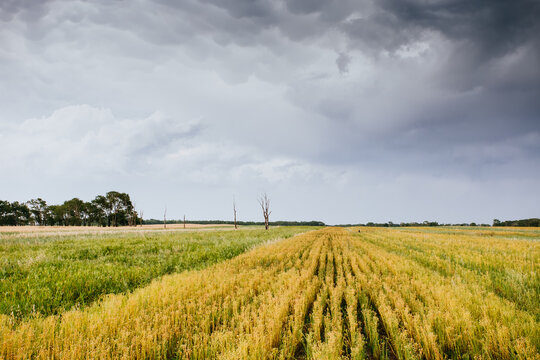 Wheat field after the rain