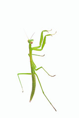 Praying Mantis on White Background