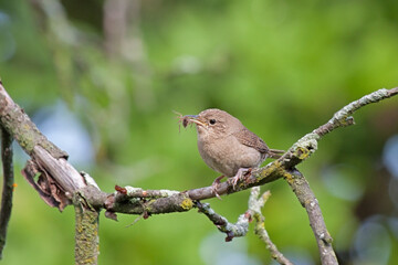 House Wren Eating a Spider