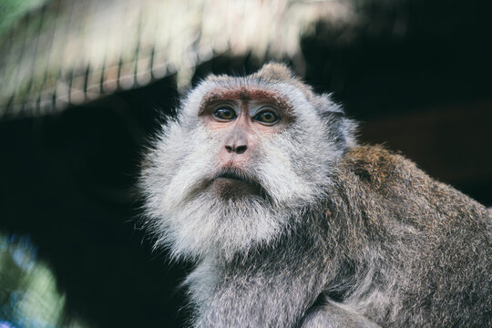 Male monkey face
