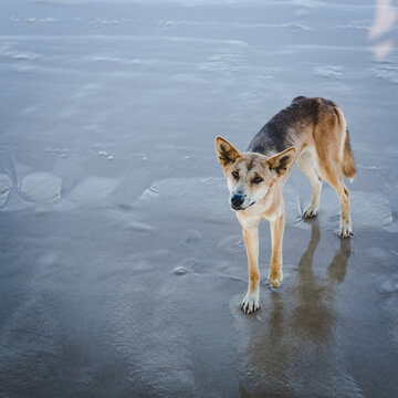 Dingo
