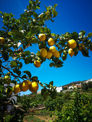 Monchique, a small town and a popular spa in southern Portugal, in the region of Algarve, Portugal