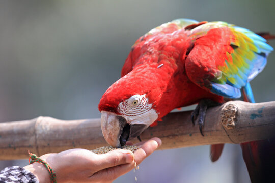 Macaw