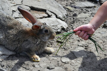 child's hand gives grass to a rabbit