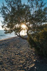 Tamarisken Baum an griechischem Strand bei Sonnenuntergang