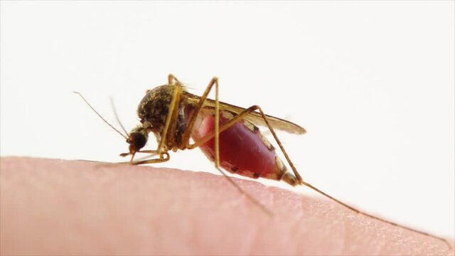 Macro Video of Dangerous Malaria Infected Culex Mosquito Sucking Blood, Leishmaniasis, Encephalitis, Yellow Fever, Dengue Disease, Zika, EEE Virus Parasite Insect on White