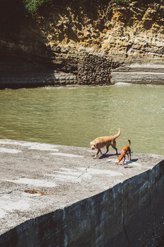 Dogs in the port