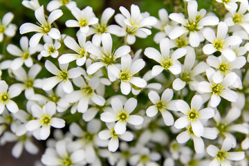 Chickweed blooms macro in the garden outdoors (Cerastium uralense)