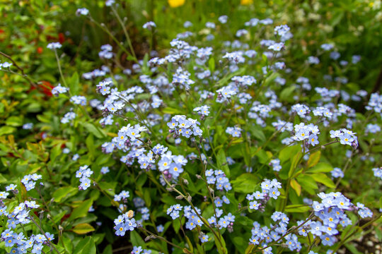 Natural background of forget-me flowers