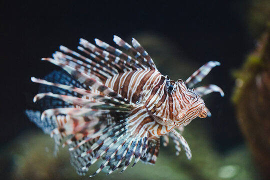 Lion fish