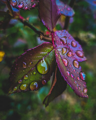Después de la lluvia