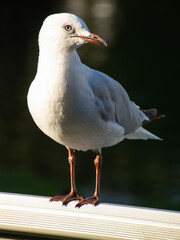 Closeup of a seagull in a sydney park Australia