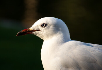 Closeup of a seagull in a sydney park Australia