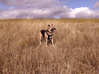 A dog in his playtime