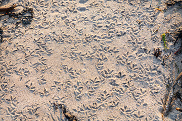 Bird Footprints in the Sand