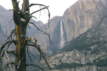Dead tree and Bridalveil fall on the background - Yosemite National Park, California, USA