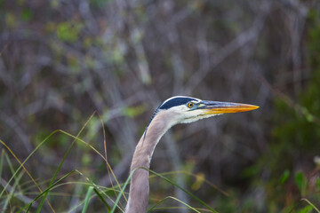 Blue heron