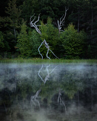 Branches of a dead reflecting in water in a moody foggy scene.