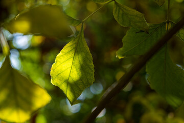 leaves in autumn