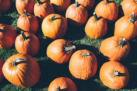 Pumpkins on grass