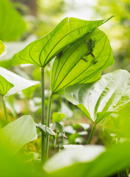 Small frog hiding behind green leaf.