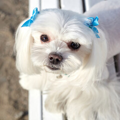 almost sharp photo. photo session of the Maltese lapdog in the park on a white bench