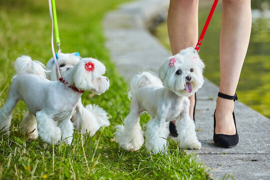 three Maltese lapdogs on a leash
