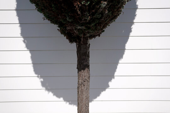 Trimmed conifer and shadow