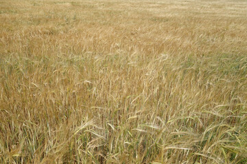 Rye field view.