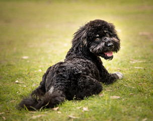 A labradoodle puppy sitting on a grassy lawn