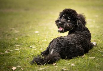 A labradoodle puppy sitting on a grassy lawn