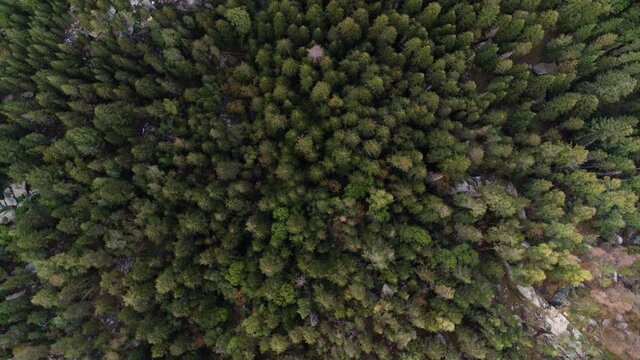 green moss background