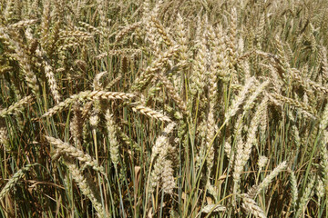 Rye field view.