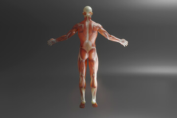 Human anatomy visualisation