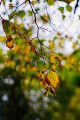 autumn leaves on a tree
