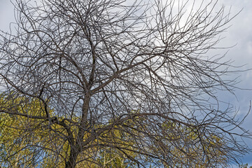 Autumn view of a tree with leafless leaves on a background of trees with yellow foliage