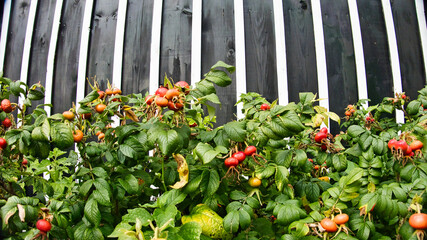 Krzewy na tle ściany drewnianego budynku © michalsen