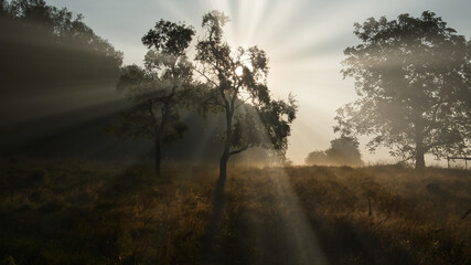 Promienie słoneczne między drzewami © michalsen