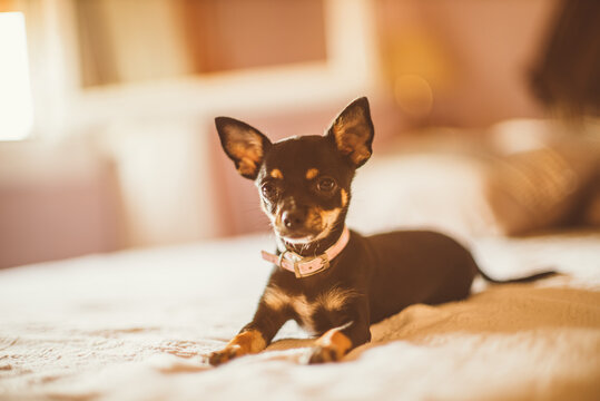 a small dog on the bed at sunset