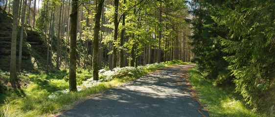 Szlak turystyczny w lesie © michalsen