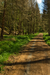 Obraz premium Szlak turystyczny w lesie