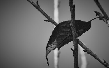Dry leaf