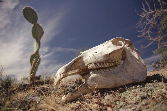 Skull of dead horse in the desert with cactus in the background in Mexico