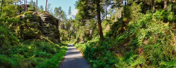 Szlak turystyczny w lesie © michalsen