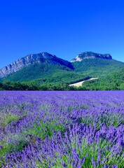 lavande saou rocher roche colombe drôme aout  2020