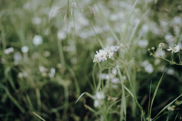 grass and flowers
