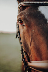 Brown Horse macro
